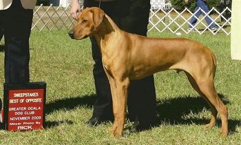 BOSSW in Ocala,FL almost 8 months old
