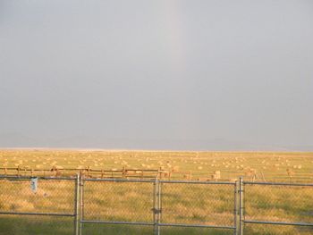 The evening setting sun, complete with rainbow, created a golden light ( POT O' GOLD) over the newly baled hay in the field south of us.
