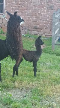A big Thanks to Westerham Llamas for purchasing this stunning dam and cria.  The cria is the first GNLC Full Turn offspring.  