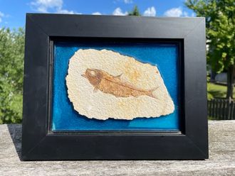 Framed Fossil Fish
