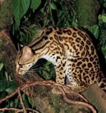 Asian Leopard Cat