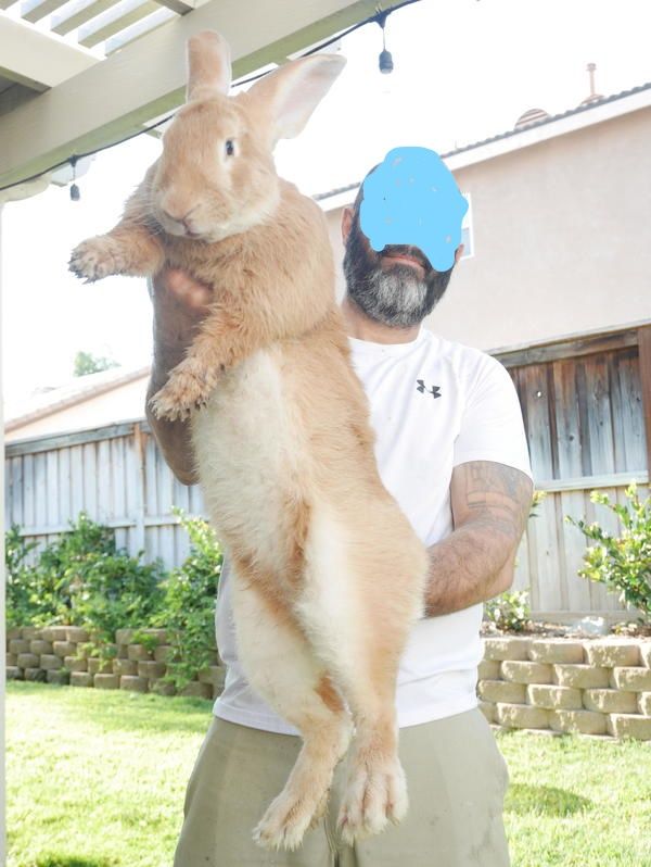 Happy Tails Flemish Giants