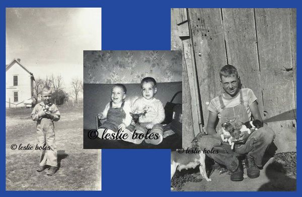 Left:  My father, Clifford Hobbs, holding a litter of Rat Terrier puppies - photo taken 1944-46 at Middletown, MO on his family farm.  HIs Great Grandfather raised horses and mules for the Calvary in World War I and started raising Rat Terrier for varmint control around the barns.  

Middle:  1966 photo of my two brothers holding a Rat Terrier puppy that my Dad had at that time.

Right: My father, Clifford Hobbs, taken in 1956.  He is in front of the barn on the farm at Middletown, MO.  Pictured is a dam he raised and her litter of puppies.

Submitted by Leslie Boles.