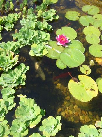 A properly designed water garden will have clear and clean water
