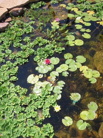 look closely, do you see 3 different color water lilies?
