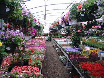 OUR ANNUALS ARE THE BEST IN TOWN FROM MARKET PACKS TO HANGING BASKETS YOU WILL ENJOY SHOPPING THE aisles AS OUR SELECTION INSPIRES CREATIVITY FOR YOUR OWN GARDEN, CONTAINERS AND LANDSCAPING
