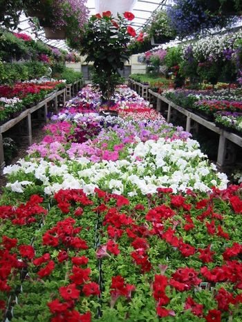 Come to Buckleys for the freshest and largest selection of annuals under one roof in the Springfield area. In addition to our outdoor displays, we have over 10,0000 square feet of greenhouse space full of annuals shop at your convenience rain or shine. PLEASE CLICK ON ANY PICTURE TO ENLARGE
