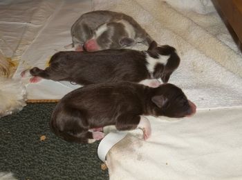 The gang at 24 hrs old
