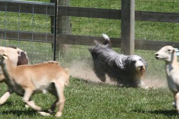 Mickey earning his HIC during our visit to Beardie Camp held every two years at Purina Farms just outside of St. Louis.
