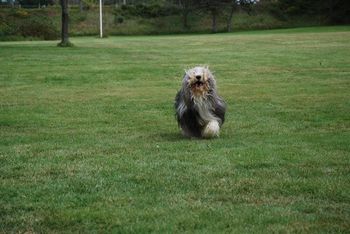 Running, barking and generally having the time of his life..that's Stilton!
