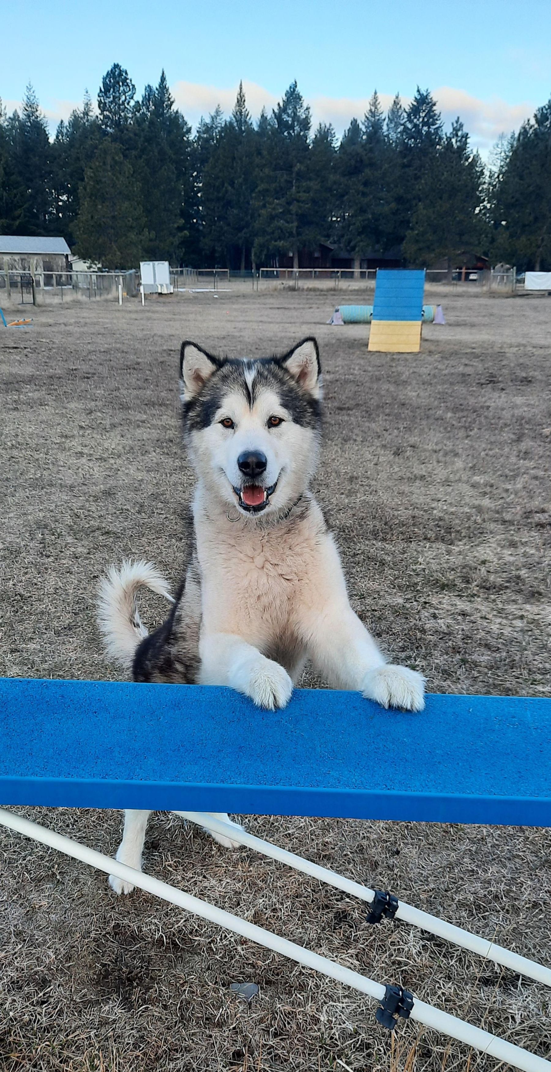 Flathead Kennel Club of Montana