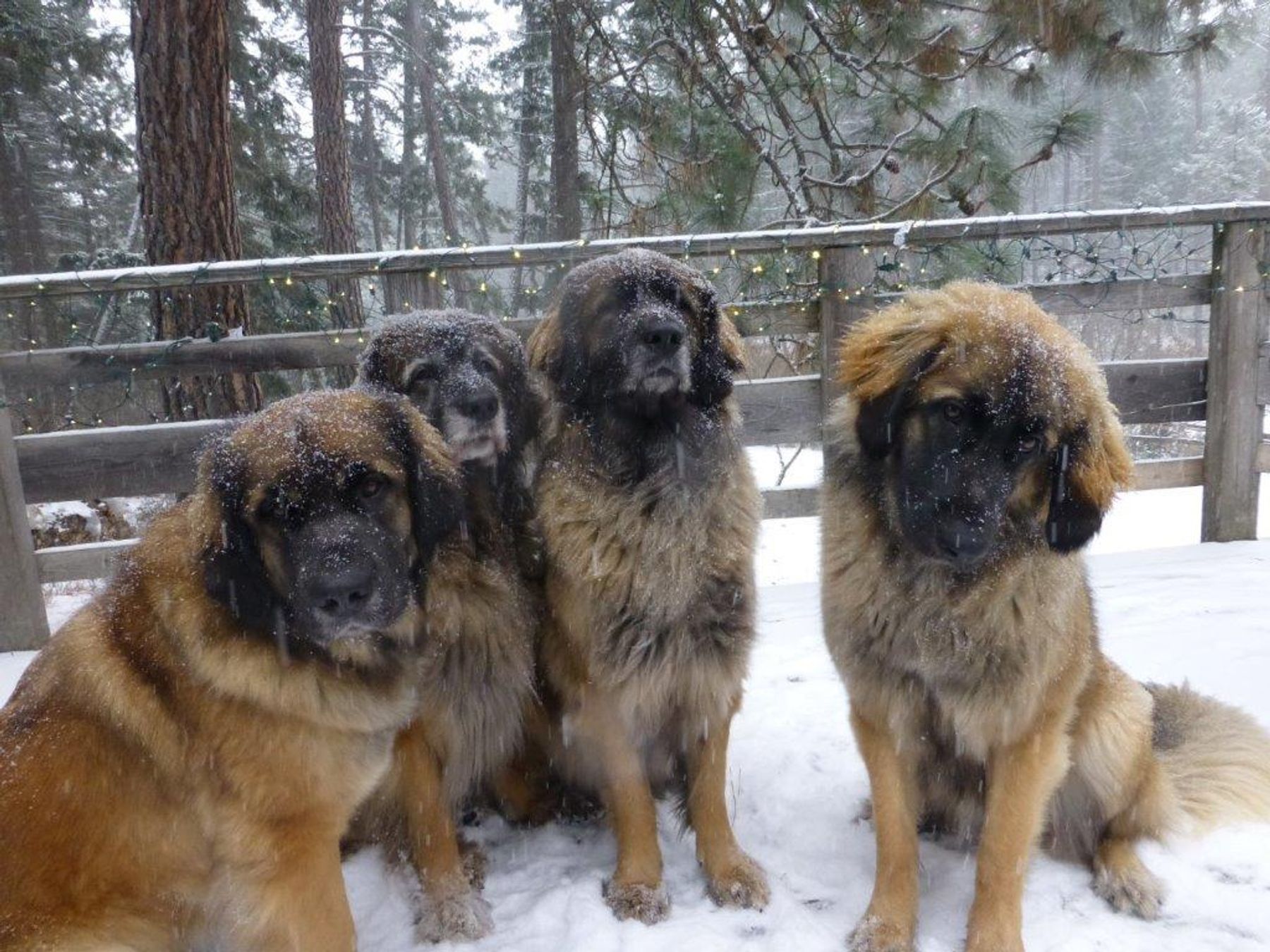 Flathead Kennel Club of Montana