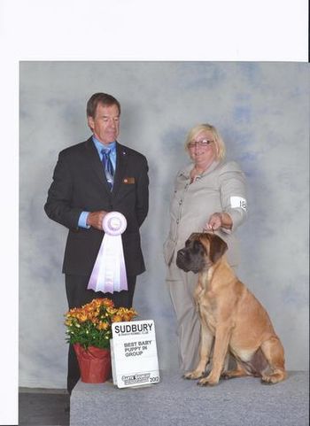 Dixie's 4th out of 5 Best Baby Puppy in Group at the Sudbury District Kennel Club. Judge Ole Neilson.
