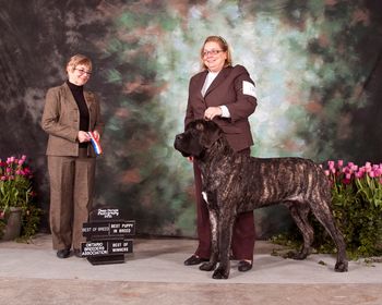 Bagheera winning BOB, BOW, and BP under Judge Judith Byrne. Saturday February 20, 2011. Bagheera is only 8 1/2 mos old.
