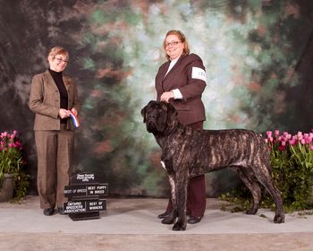On Friday Feb. 19, Baghera won BOS and Winners Male under Judge Mike Jackman.
