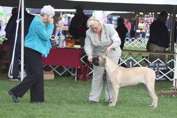 Sapheera at the Finger Lakes NY dog show the day she turned 6 mos. Looking like a pro. Thank you Mastiff Mania for the picture.
