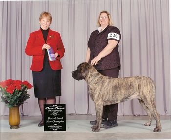 Mona at one year, New Champion and Best of Breed.
