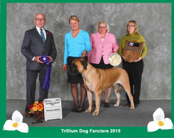 Jezzabell winning Winners Bitch at the Canadian Mastiff Specialty 2015.
