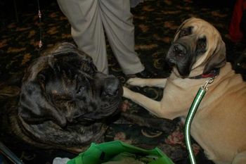 Latte Mae and her friend Biggs at the MCOA Specialty 2012
