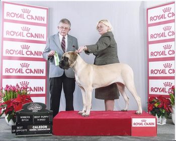 November 24 2012 Sapheera winning her first point under Judge Grosso. She took BOS, WB and Best puppy.
