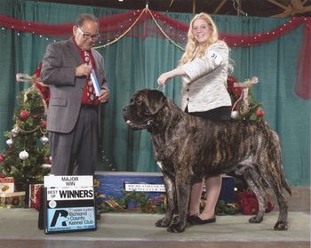 BOW at the Cleveland Dogs Show December 15, 2012. 5pt major! Only 6 pts to go for his AKC championship!
