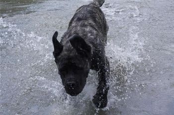 Dexter from Alberta making a splash.
