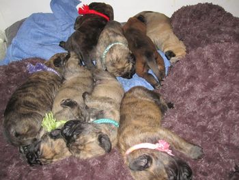Pile of puppies April 8, 2012.
