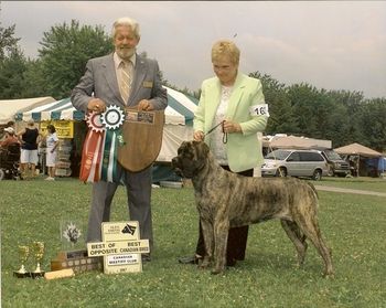 2007 Canadian Mastiff Specality. Best of Opposite and Best Canadian Bred. Shown by breeder Harry Fulop of Baskerville Mastiffs.
