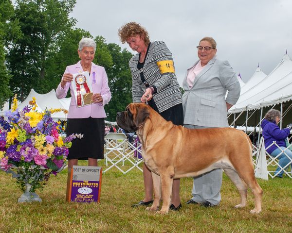 GRCH AKC, CKC Nottinghill Oh To Be A Fly on the Wall TT, CGC goes BOS at the prestigeous Westminster Dog Show in 2022.  