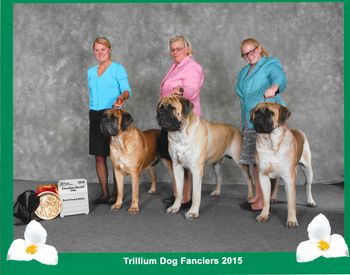 Monkey with her boys Duke and Woody winning Best Brood Bitch at the Canadian Mastiff Specialty 2015
