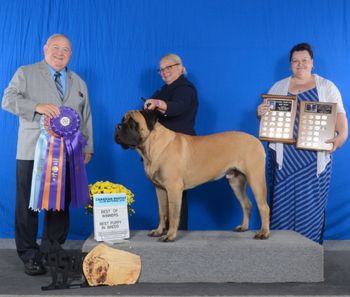 Canadian Mastiff Specialty Winners Dog, Best of Winners and Best Puppy.    He was only 10 mos old and beat quite a number of boys!
