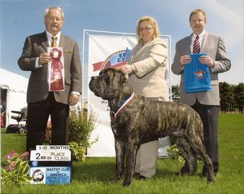 2011 MCOA National Specialty in Rhode Island. 2nd in the 9 to 12 mos class under Judge Mr. James Hudspeth.
