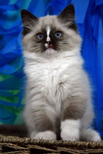 Seal Point Mitted
