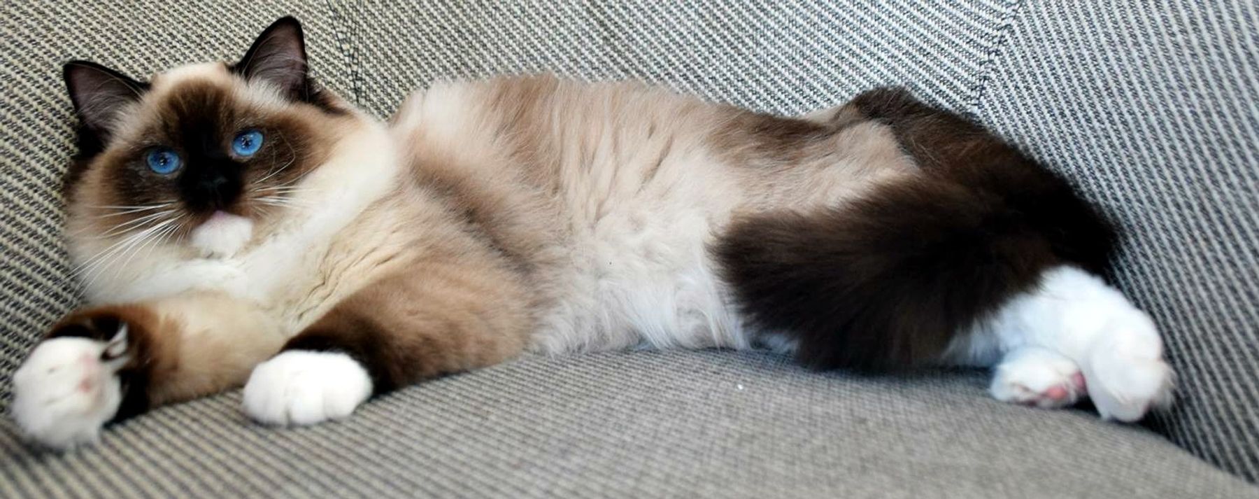 Show Ragdoll Breeders Ontario Cat Breeders Ontario Ragdolls