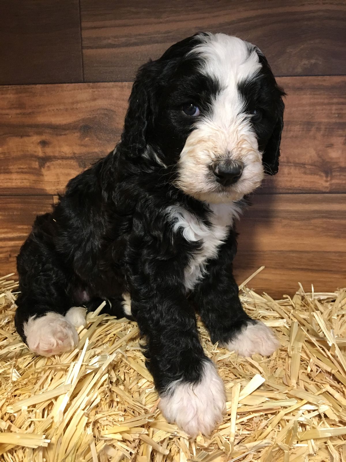 HooDoodles- Bernedoodle Puppies