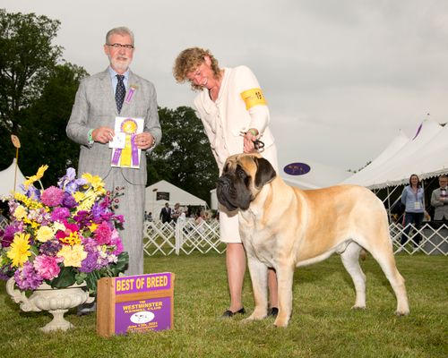 Best of Breed Westminster KC 2021 at 23 Months