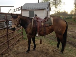 TimeNTimeAgain
2010 Buckskin Mare
Sire: PC Double Frost
Dam: Honors Easy Time