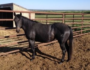 SOLD! Fleur2012 Grey Mare (Grade - double appendix)Sire: Moons Handsome BugDam: Little Too SaltyCBHI Superstakes