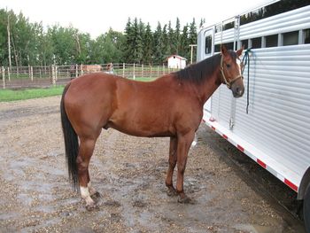 Little Dash Of Spice (aka: Aldo) Perfect Possibility x Spice Atone Blondie Tall & Strong horse Started on Barrels Used for packtrips in mountains and in harness for sleigh as well. SOLD
