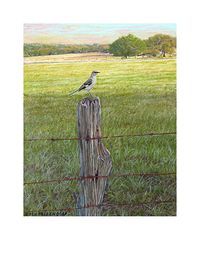 "Mockingbird On Fencepost"
