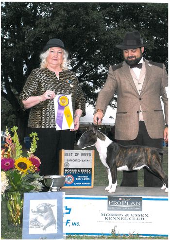 Best of Breed Morris and Essex 2015
