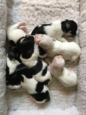 9 days old
