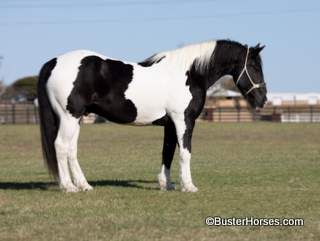 "Axe" - 16.2H, 9 year old black and white draft cross gelding ~ WATCH HIS VIDEOS!!!