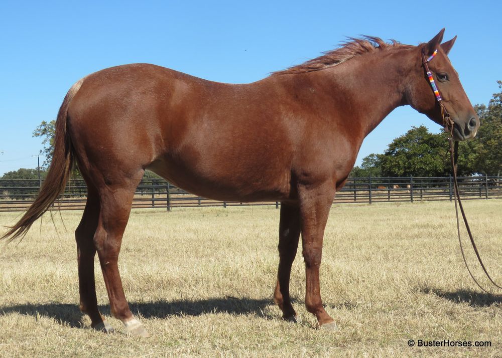SOLD!!! ~ Surelys Lil Lass - 15.1H, 2013' red roan AQHA mare - Surely a Pepto X Peppy San Badger / Doc's Lynx mare.  Has the running W brand, has had two 2017' foals, One by Hired Gun, and one by Rockin W.  This mare rides.