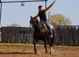 "Nacho" - 14.3H, 12 year old black grade quarter horse gelding ~ GET YOUR BIDS IN!  He sells Sunday, December 18th!!!