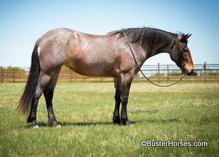 "Loretta Lynn" - 14.2H, 4 year old, bay roan mustang mare