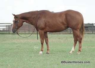 SOLD!!! ~ Shes Special In Red aka: "Sweetie" - 14.3H 2018' sorrel overo APHA  mare