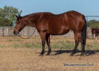 "Bay-Flo" - GORGEOUS broke easy bay AQHA mare ~ WATCH HER VIDEO!!!