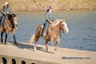 SOLD!!! ~ "Athena" - 13.2H, 8 year old palomino Haflinger mare