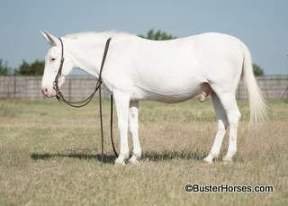 "Casper" - 14.2H, 15 year old cremello jack mule  ~ HE SELLS Saturday, August 6th at Bowie Horse Sale! 